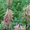 약난초(Cremastra variabilis (Blume) Nakai ex Shibata) : 오솔