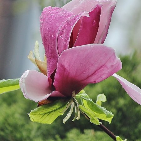 자목련(Magnolia liliiflora Desr.) : 꽃사랑