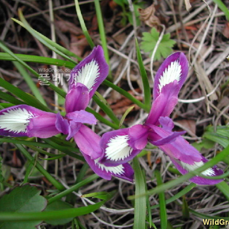 난장이붓꽃(Iris uniflora var. caricina Kitag.) : 벼루