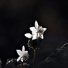 너도바람꽃(Eranthis stellata Maxim.) : 통통배