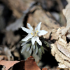 너도바람꽃(Eranthis stellata Maxim.) : 통통배