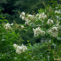 흰배롱나무 : 버들피리