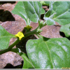 번행초(Tetragonia tetragonioides (Pall.) Kuntze) : 설뫼