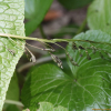 고추냉이(Eutrema japonicum (Miq.) Koidz.) : 카르마