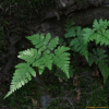 가는잎족제비고사리(Dryopteris chinensis (Baker) Koidz.) : 통통배