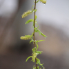 능수버들(Salix pseudolasiogyne H.Lev.) : 산들꽃