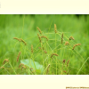 괭이사초(Carex neurocarpa Maxim.) : 산들꽃