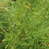 큰망초(Erigeron sumatrensis Retz.) : 무심거사