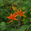 하늘말나리(Lilium tsingtauense Gilg) : 통통배