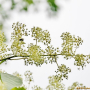 미역줄나무 : 꽃사랑한동구