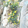 감국(Chrysanthemum indicum L.) : 통통배