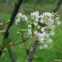흰배롱나무 : 버들피리