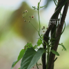 왜박주가리(Tylophora floribunda Miq.) : 꽃사랑