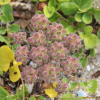 갯방풍(Glehnia littoralis F.Schmidt ex Miq.) : 산들꽃