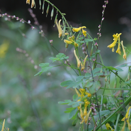 가는괴불주머니(Corydalis raddeana Regel) : 고들빼기