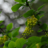왕매발톱나무(Berberis amurensis var. latifolia Nakai) : 통통배