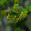 왕매발톱나무(Berberis amurensis var. latifolia Nakai) : 통통배