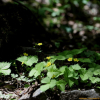 민눈양지꽃(Potentilla yokusaiana Makino) : 바지랑대