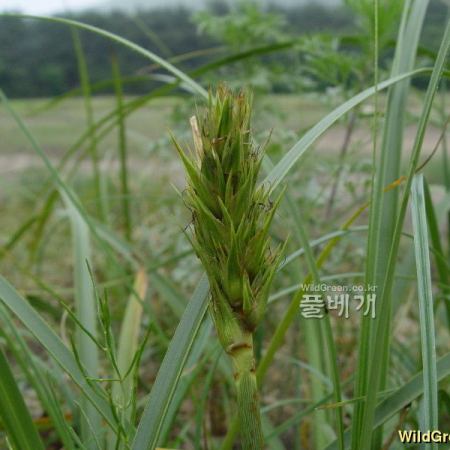 통보리사초(Carex kobomugi Ohwi) : 통통배