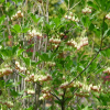 등대꽃(Enkioanthus campanulatus Nicholson) : 꽃사랑