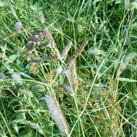 돌피(Echinochloa crus-galli (L.) P.Beauv.) : 현촌