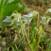 흰들제비꽃(Viola betonicifolia var. albescens (Nakai) F. Maek. & T. Hashim.) : 도리뫼