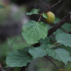개살구나무(Prunus mandshurica (Maxim.) Koehne) : 꽃사랑