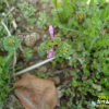 광대나물(Lamium amplexicaule L.) : 벼루