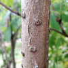 캐나다딱총나무(Sambucus canadensis) : 산들꽃