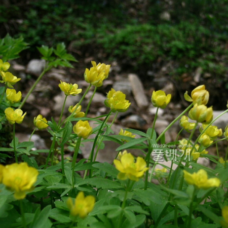 왜미나리아재비(Ranunculus franchetii H.Boissieu) : 들꽃사랑