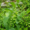 산둥굴레(Polygonatum thunbergii Morr. & Decne.) : 산들꽃