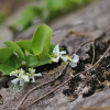 털마삭줄(Trachelospermum jasminoides (Lindl.) Lem.) : 산들꽃