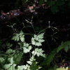 긴사상자(Osmorhiza aristata (Thunb.) Rydb.) : 설뫼