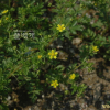 개소시랑개비(Potentilla supina L. subsp. paradoxa (Nutt.) Soj?k) : 버들피리