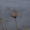 갯당근(Daucus littoralis Sm.) : 바지랑대