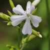 비누풀(Saponaria officinalis L.) : 무심거사