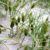 통보리사초(Carex kobomugi Ohwi) : 꽃사랑