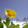 왜미나리아재비(Ranunculus franchetii H.Boissieu) : 벼루