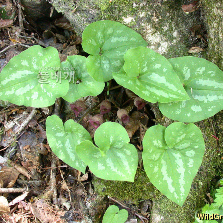 무늬족도리풀(Asarum chungbuensis (C.S.Yook & J.G.Kim) B.U.Oh) : Hanultari