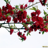 만첩홍도(Prunus persica for. rubroplena C.K.Schneid.) : 꽃마리