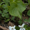 금강제비꽃(Viola diamantiaca Nakai) : habal