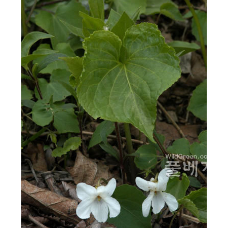 금강제비꽃(Viola diamantiaca Nakai) : 정재우
