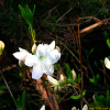흰산철쭉(Rhododendron yedoense Maxim. f. albflora H.T.Chang) : 둥근바위솔