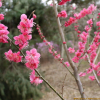 홍매(Prunus glandulosa for. sinensis (Pers.) Koehne) : 박용석nerd