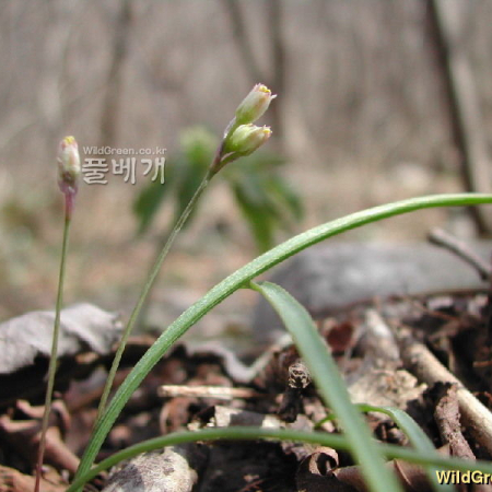 달래(Allium monanthum Maxim.) : 벼루