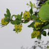 왕매발톱나무(Berberis amurensis var. latifolia Nakai) : 산들꽃