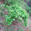 맥도딸기(Rubus longisepalus Nakai var. longisepalus) : 麥友