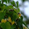 둥근마(Dioscorea bulbifera L.) : 塞翁之馬