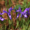 난장이붓꽃(Iris uniflora var. caricina Kitag.) : 무심거사
