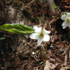 금강제비꽃(Viola diamantiaca Nakai) : 벼루